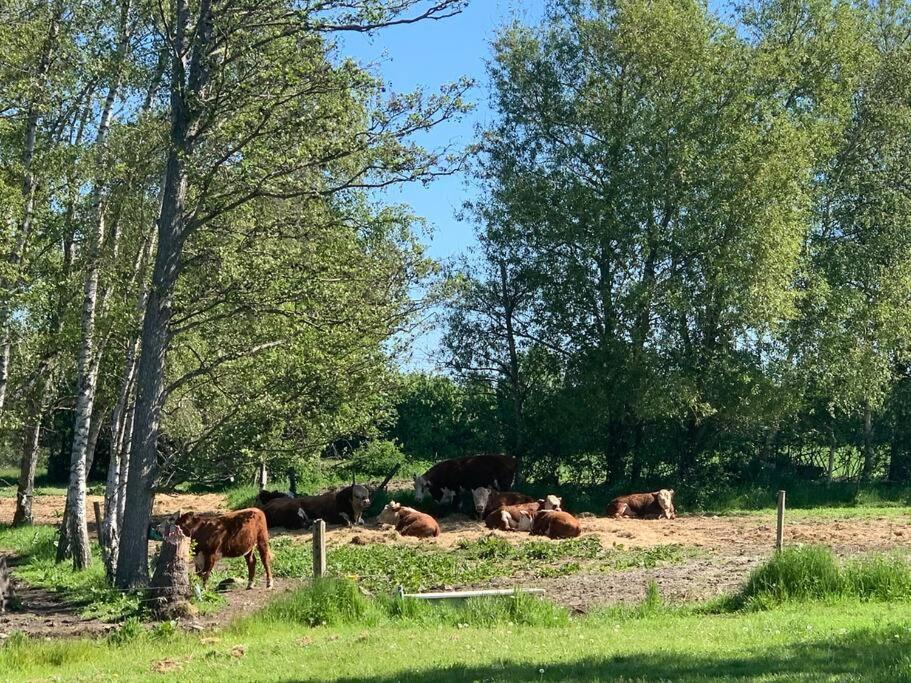 Kongsholmlund. Enjoy The Countryside. Apartamento Vejby Exterior foto