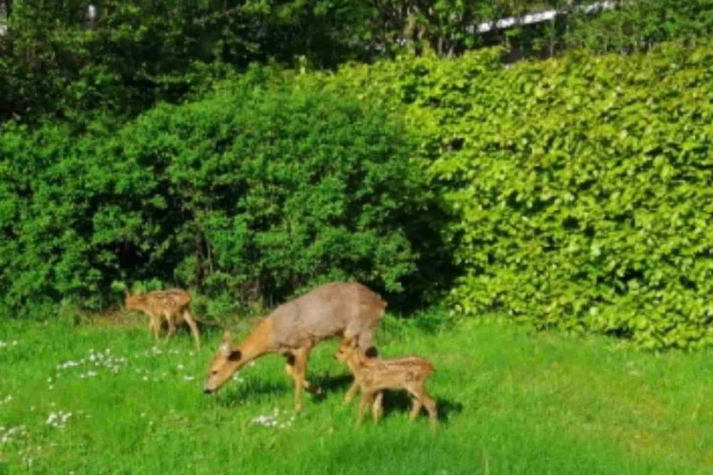 Kongsholmlund. Enjoy The Countryside. Apartamento Vejby Exterior foto